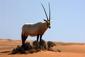Arabian oryx stock photo.jpg